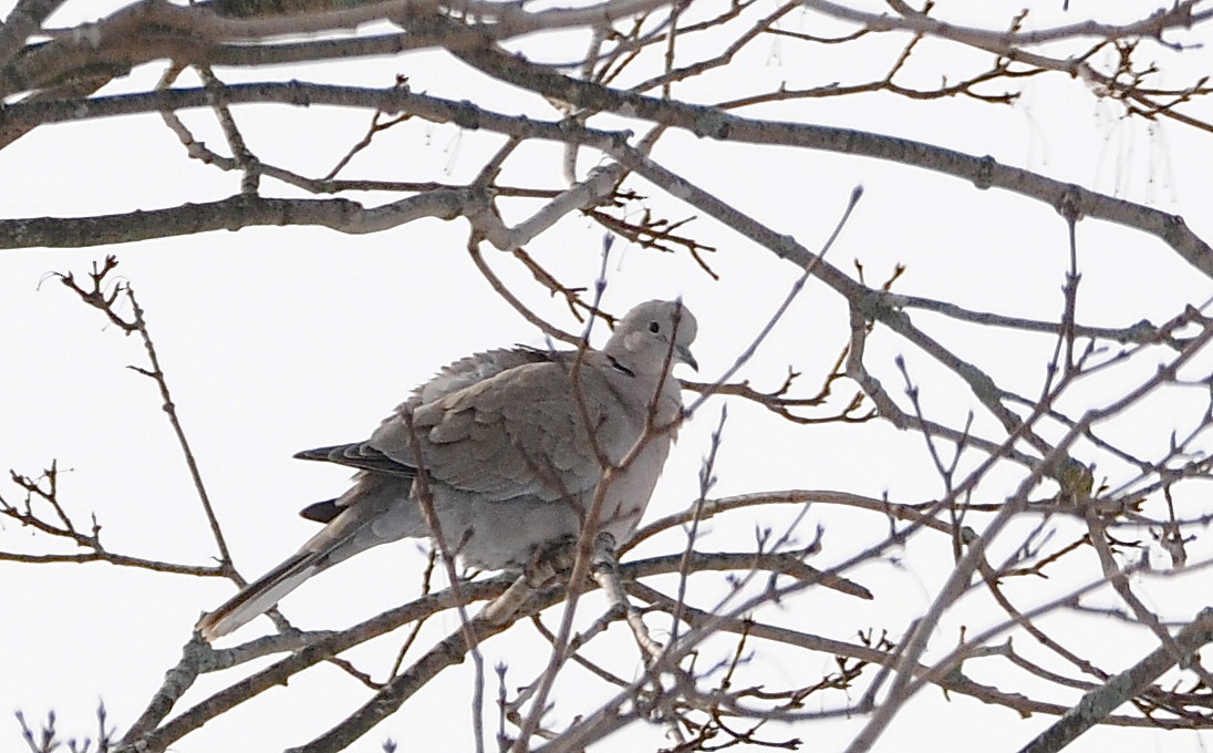 Eurasian Collared-Dove - ML297752131