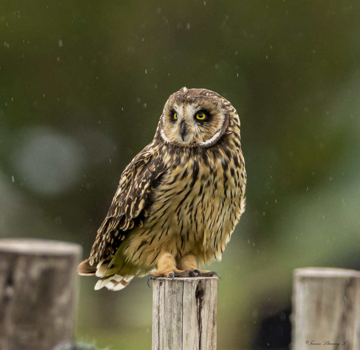 Short-eared Owl - Tomas Llancay Levita