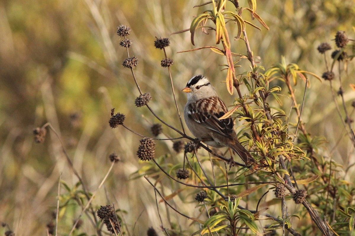 White-crowned Sparrow - Sander Willems