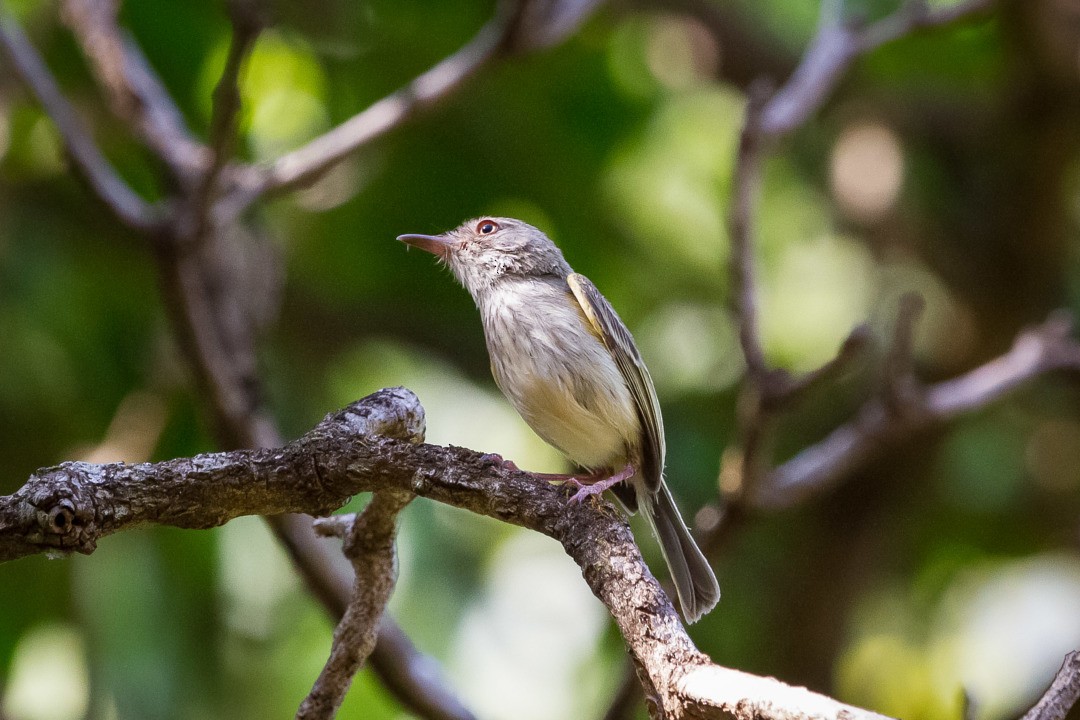 Pearly-vented Tody-Tyrant - LAERTE CARDIM