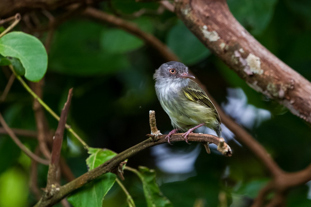 Pearly-vented Tody-Tyrant - LAERTE CARDIM