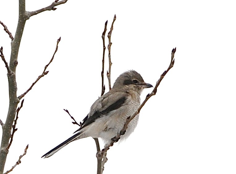 Northern Shrike - ML297753231