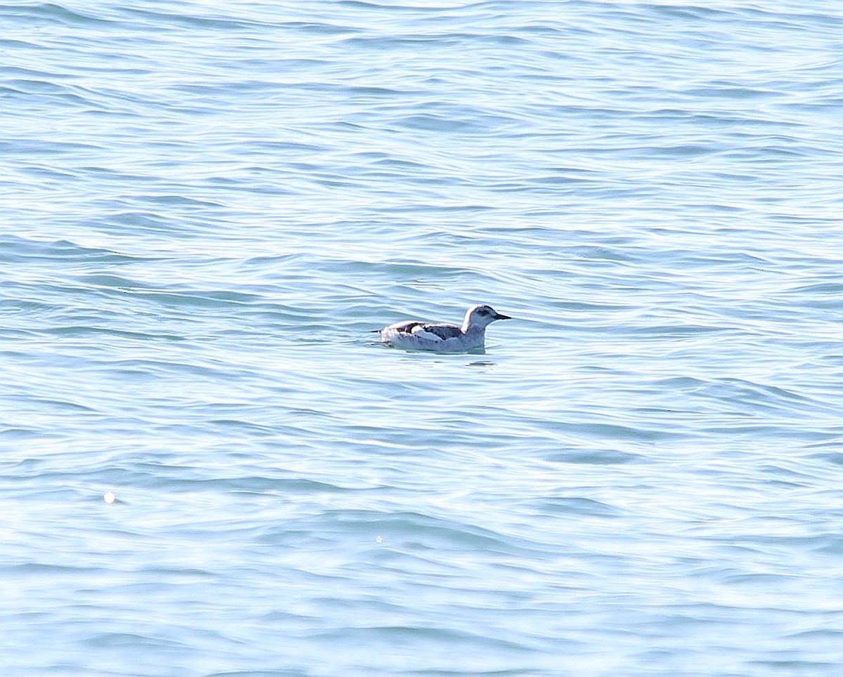 Black Guillemot - ML297753491