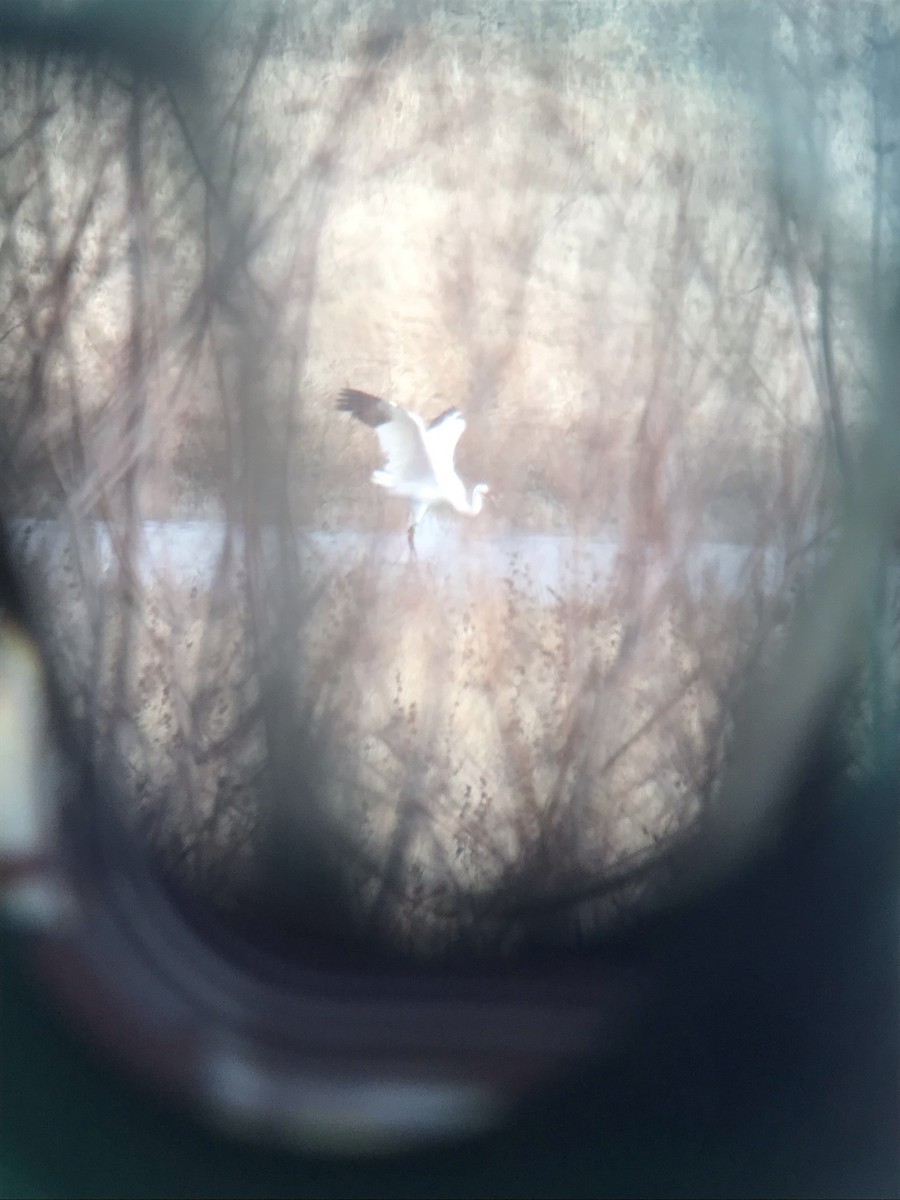 Whooping Crane - ML297757221