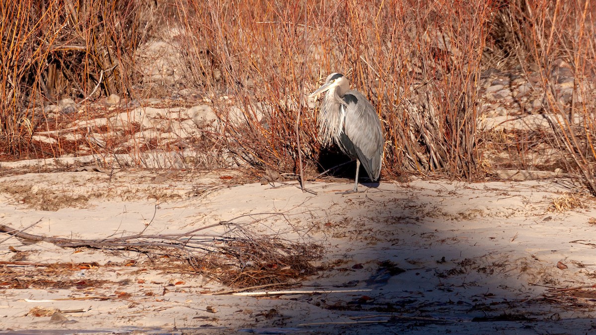 Great Blue Heron - ML297757711