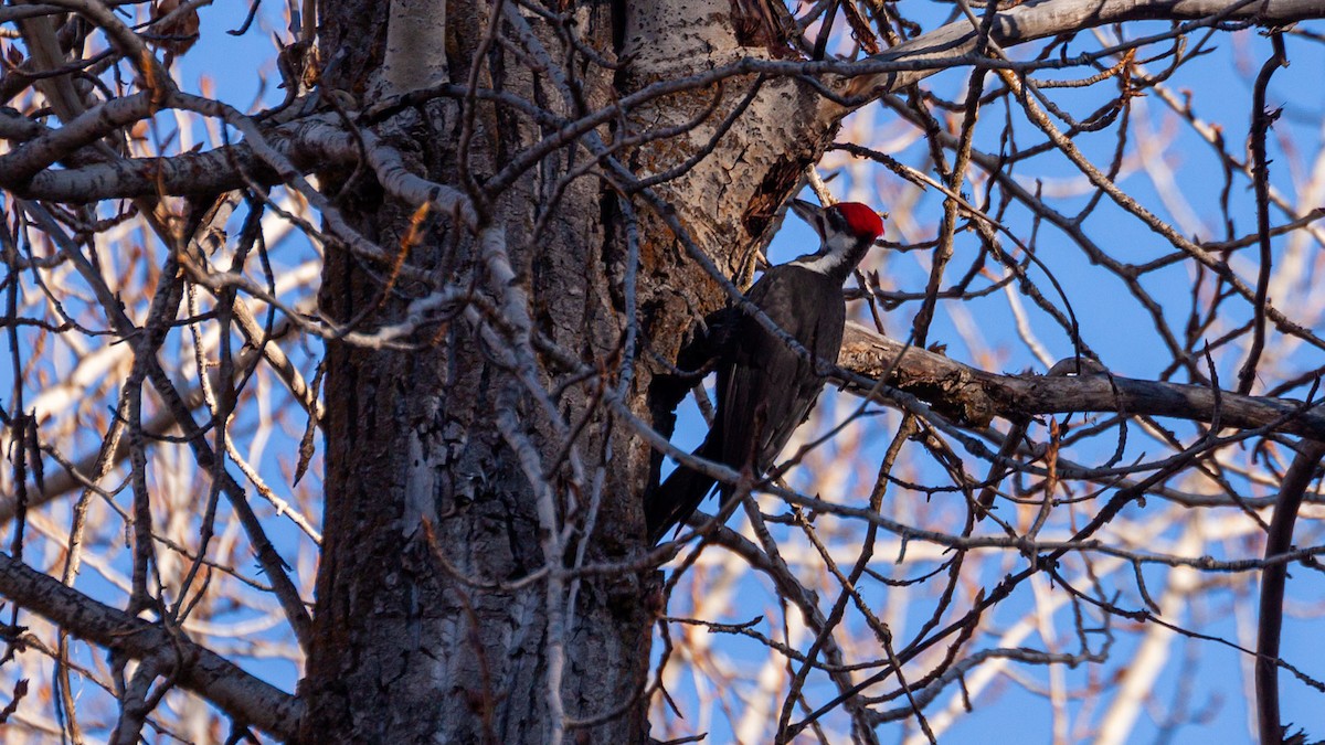 Pileated Woodpecker - ML297757741