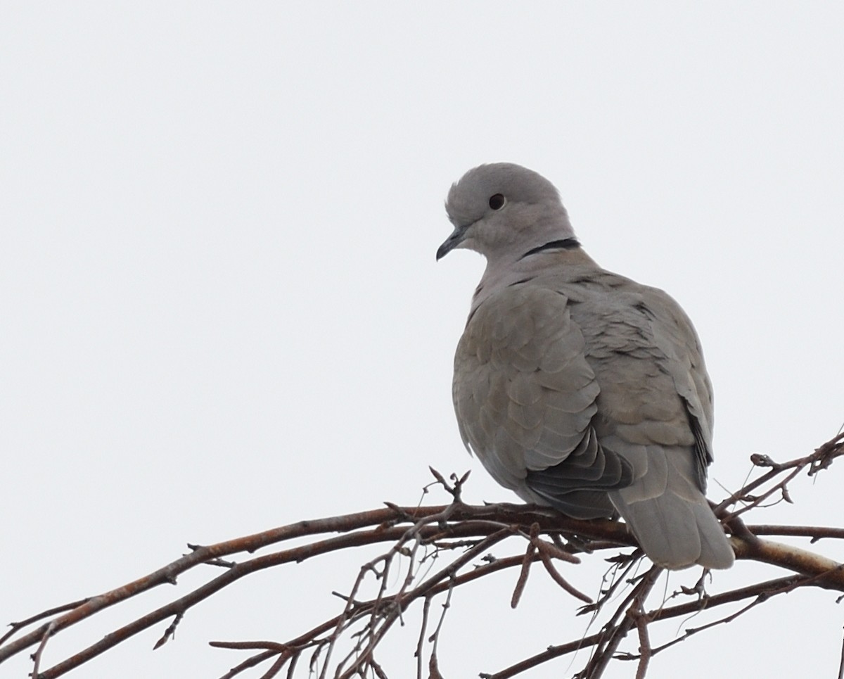 Eurasian Collared-Dove - Anne-Marie Dufour