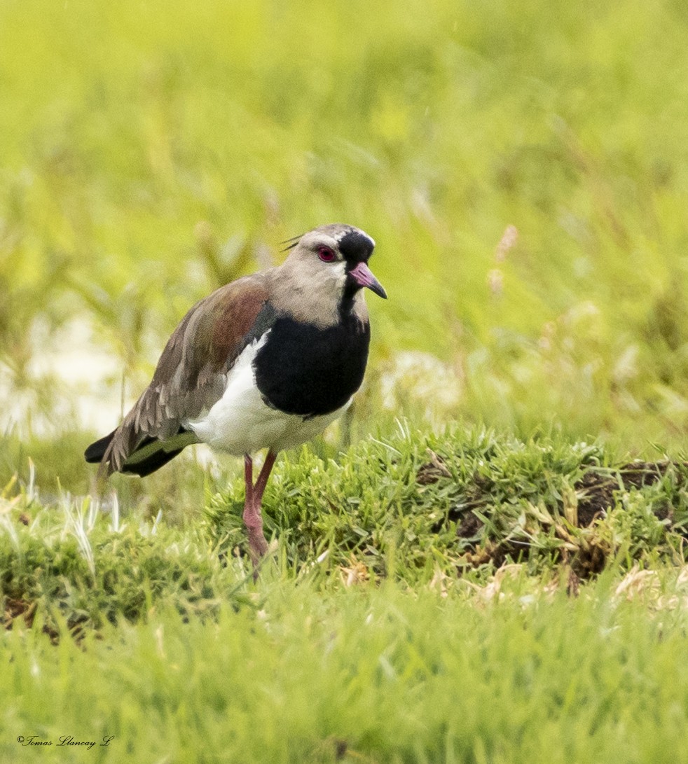 Southern Lapwing - ML297758411