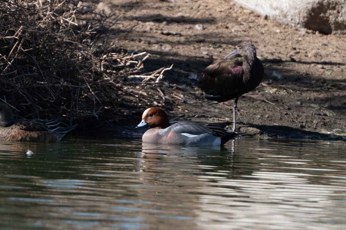 Eurasian Wigeon - ML297759601