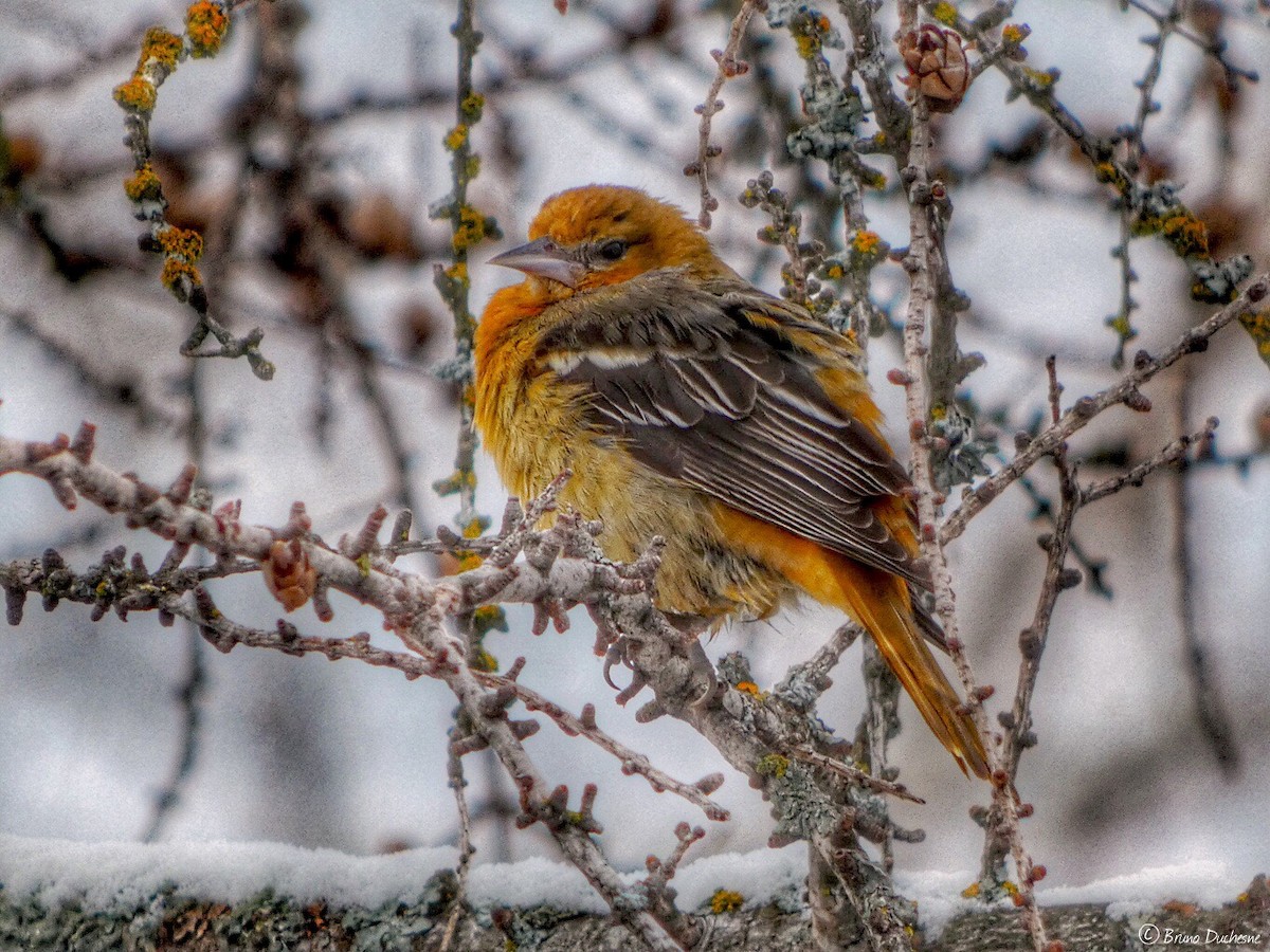 Baltimore Oriole - Bruno Duchesne