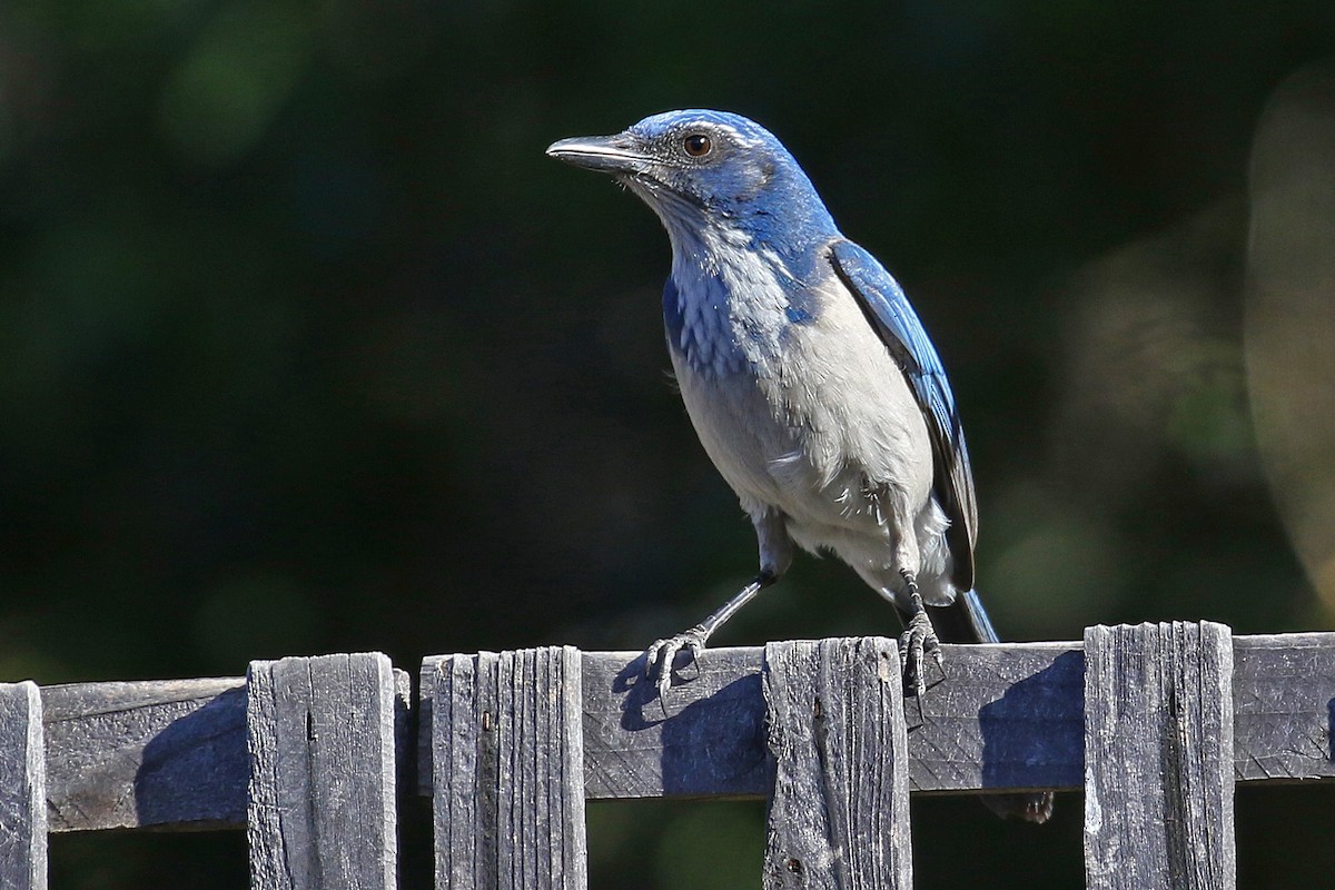 California Scrub-Jay - ML297760591