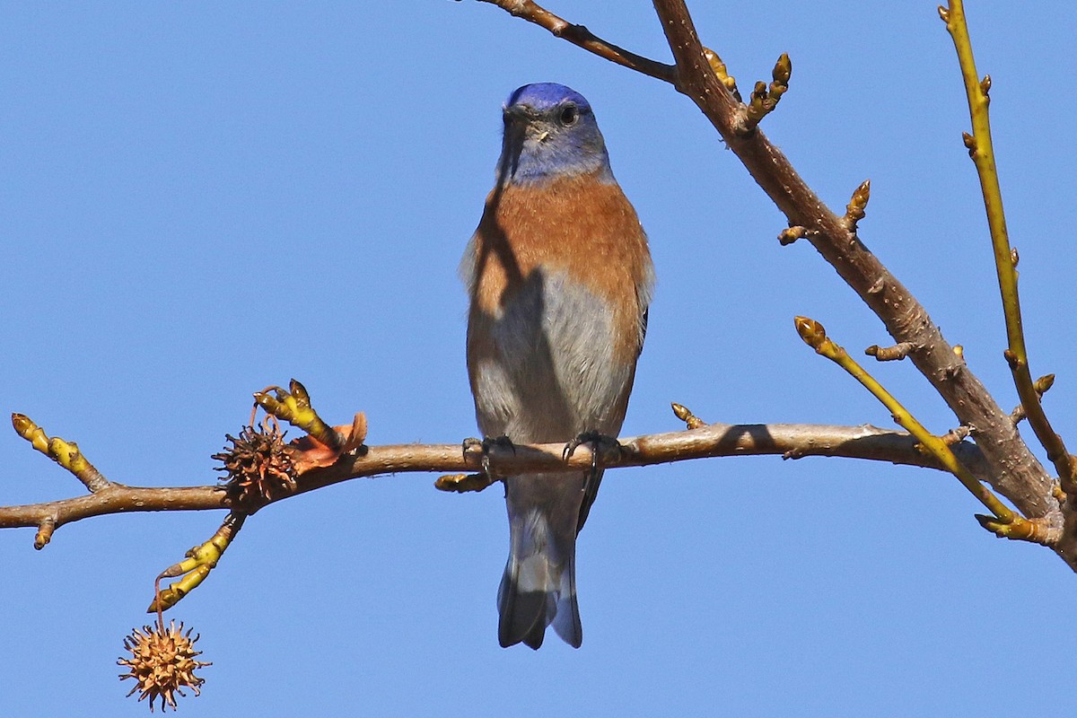 Western Bluebird - ML297760671