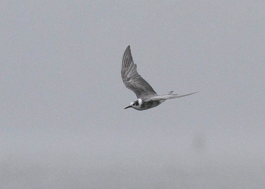 Black Tern - ML297762891