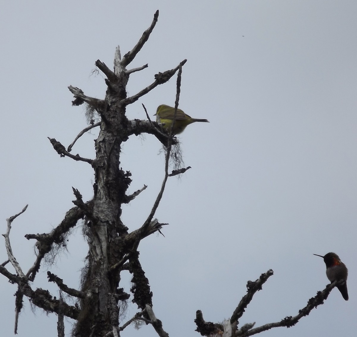 Anna's x Rufous Hummingbird (hybrid) - ML29776291