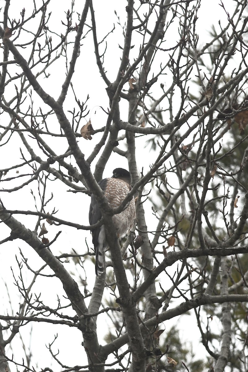 Cooper's Hawk - ML297765621