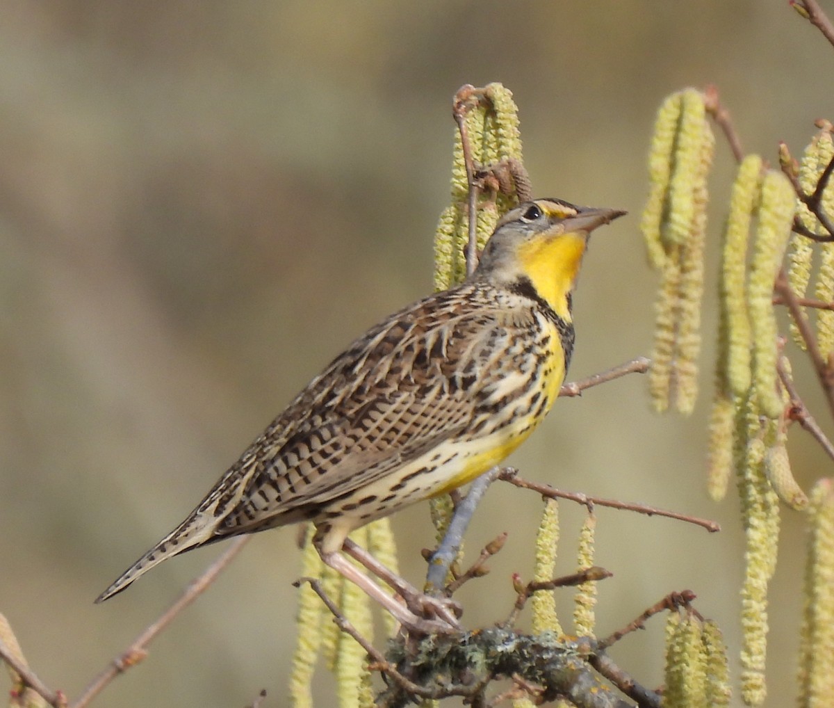 Western Meadowlark - Rick Bennett