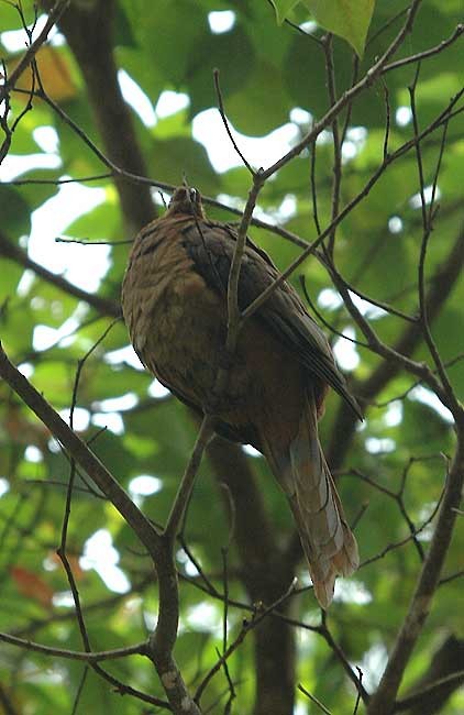 Brown Cuckoo-Dove - David Nowell