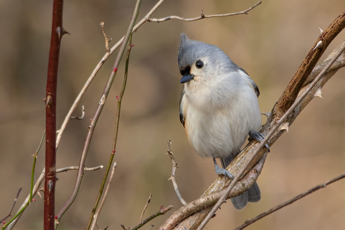 Tufted Titmouse - ML297770561