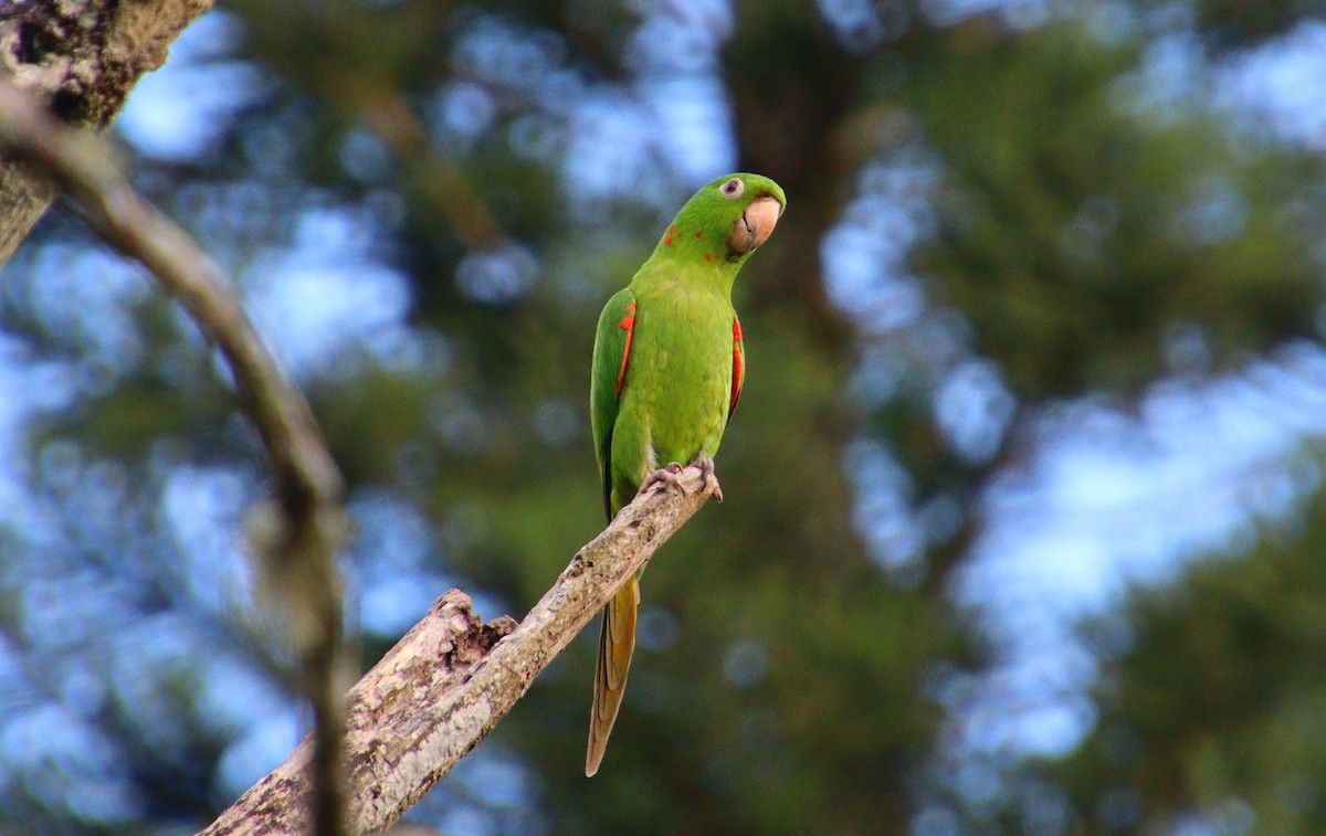 Aratinga Ojiblanca - ML297772301