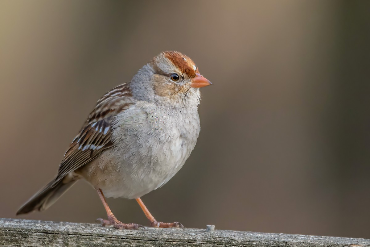 White-crowned Sparrow - ML297772501