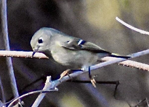 Ruby-crowned Kinglet - ML297774291