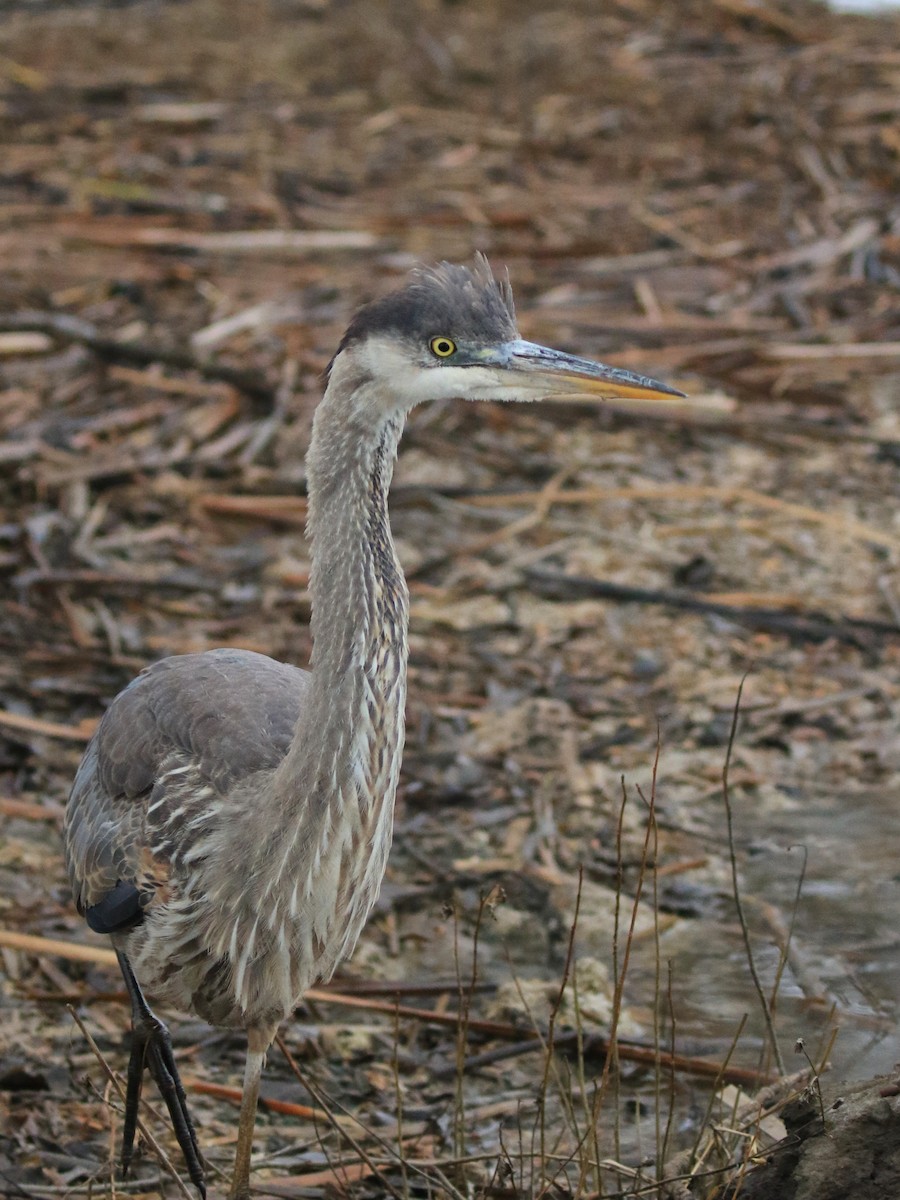 Great Blue Heron - Denis Tétreault