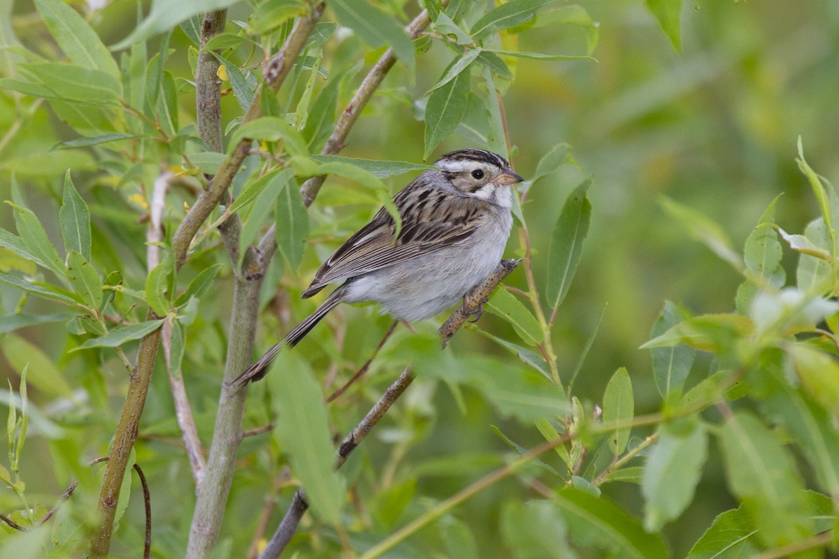 Clay-colored Sparrow - ML297776211