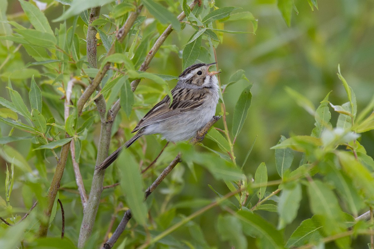 Clay-colored Sparrow - Kristof Zyskowski