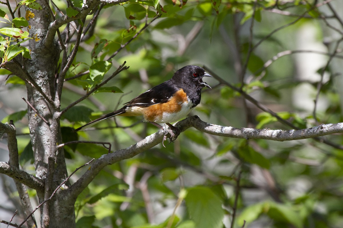 Spotted x Eastern Towhee (hybrid) - Kristof Zyskowski