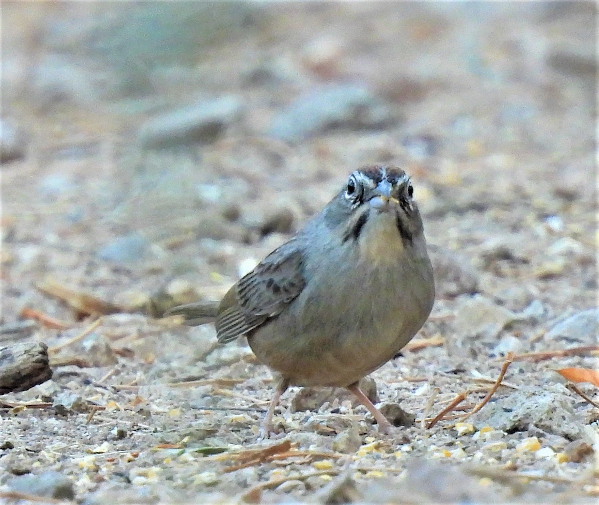 Rufous-crowned Sparrow - ML297776811