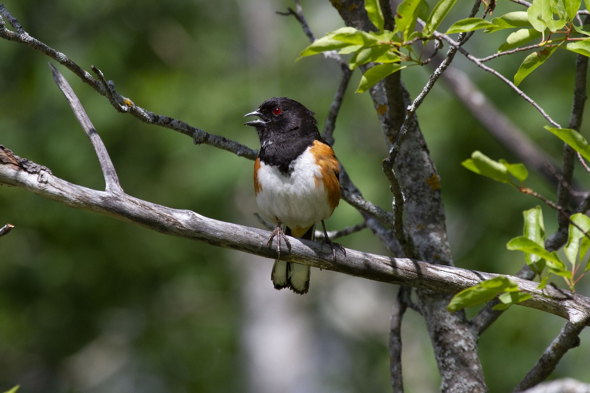 Spotted x Eastern Towhee (hybrid) - ML297776821