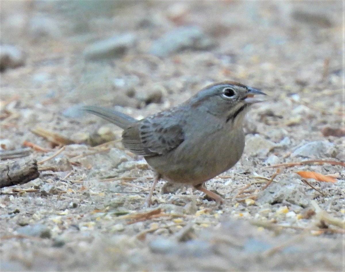 Rufous-crowned Sparrow - ML297776941