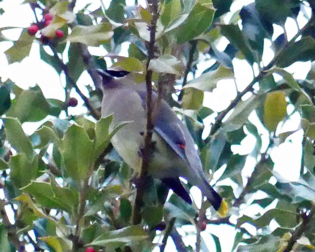 Cedar Waxwing - ML297777901