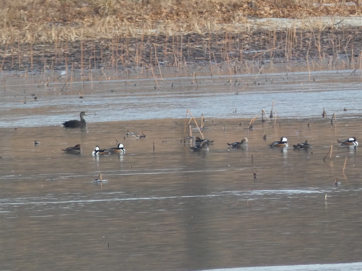 Hooded Merganser - Anonymous