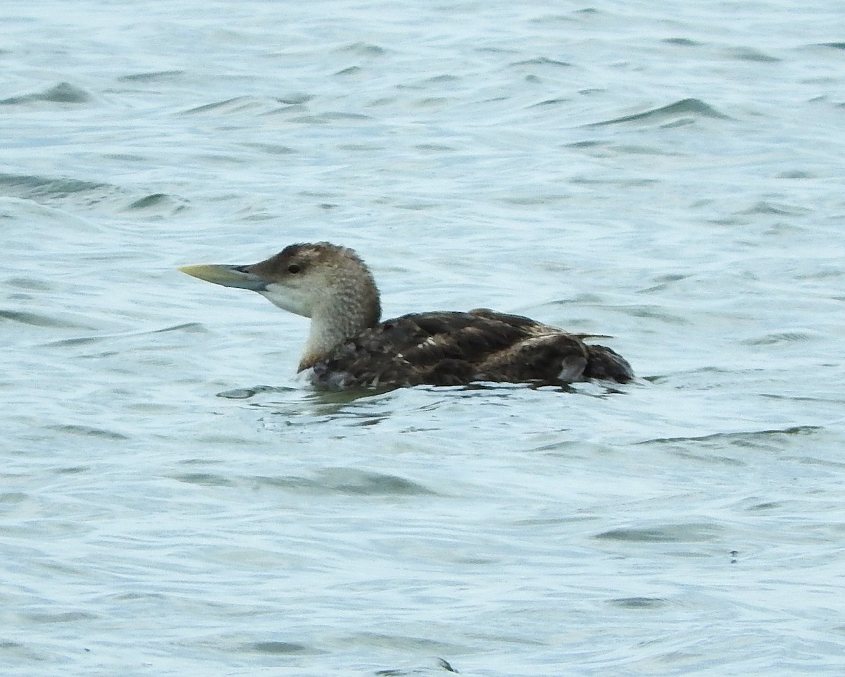 Yellow-billed Loon - ML29778151