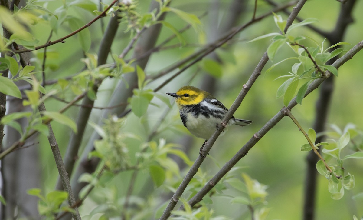 Grünmantel-Waldsänger - ML297784091