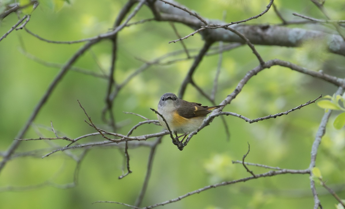 American Redstart - Cullen Hanks