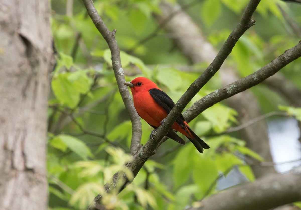 Scarlet Tanager - Cullen Hanks