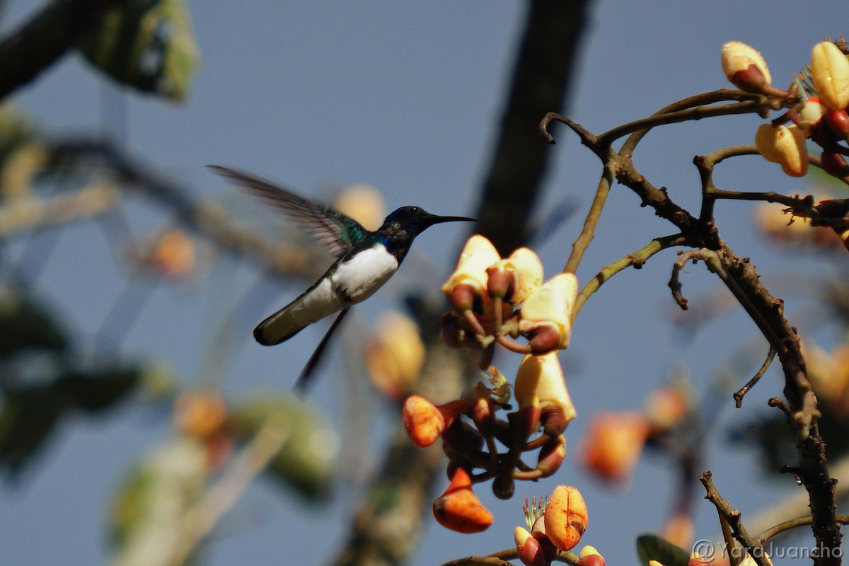 Colibrí Nuquiblanco - ML297785041