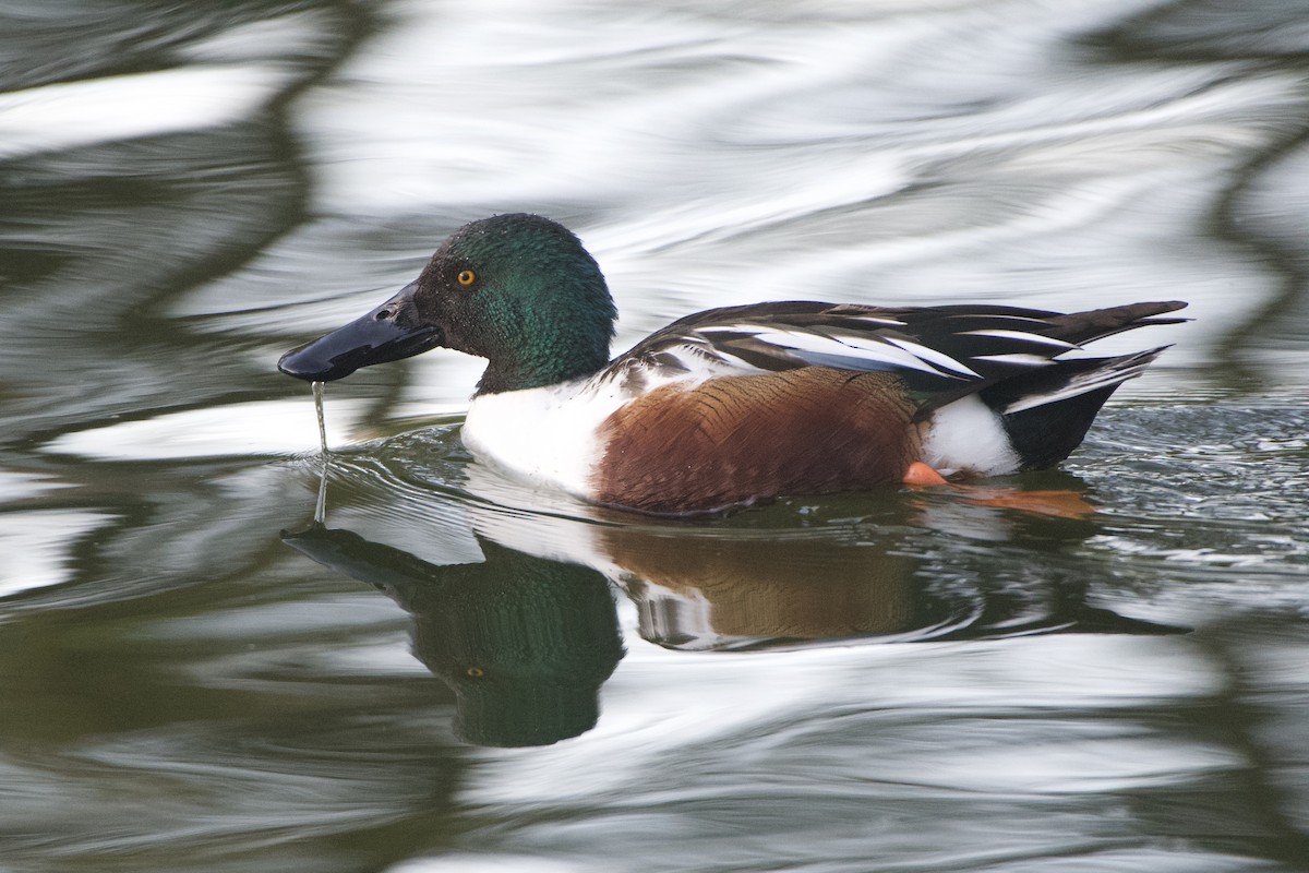 Northern Shoveler - Dario Taraborelli