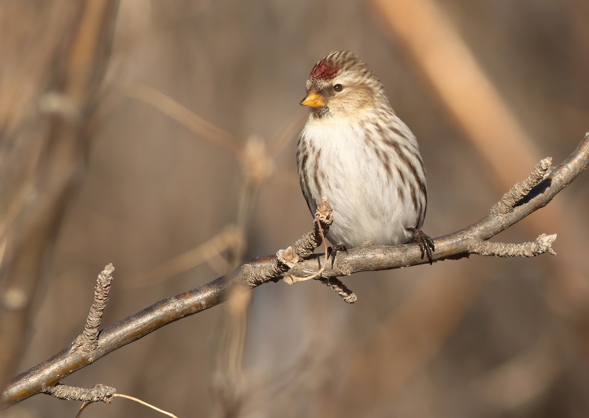 Common Redpoll - Joachim Bertrands