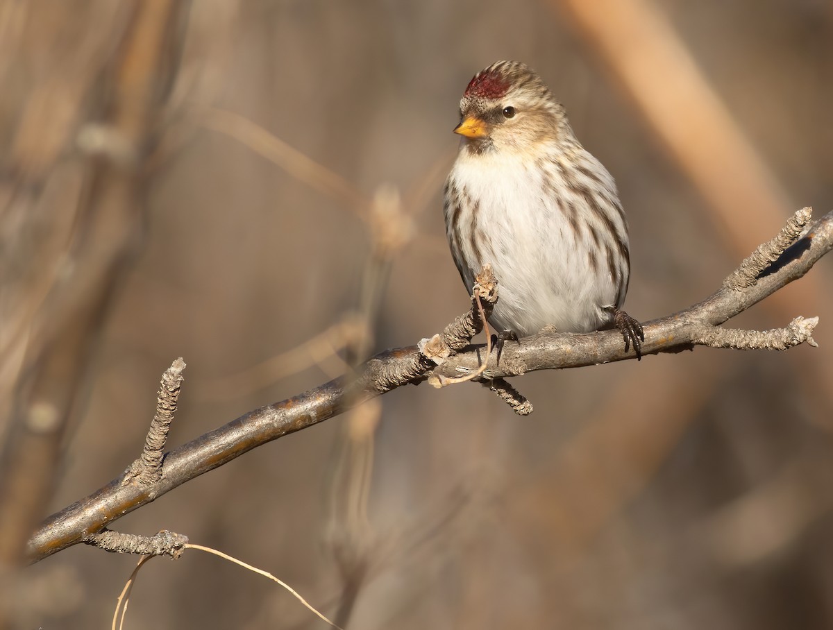 Common Redpoll - ML297788441