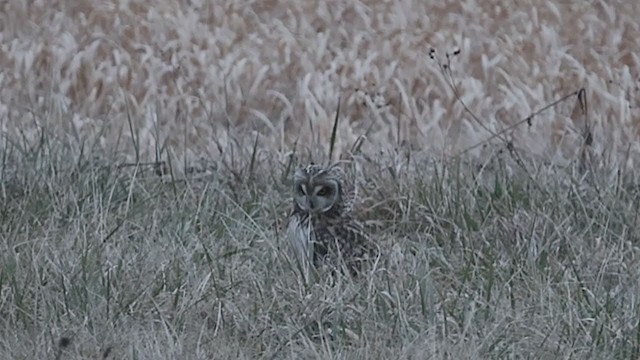 Short-eared Owl (Northern) - ML297788481