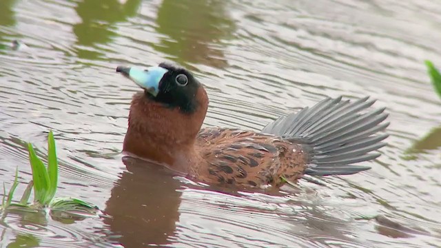 Masked Duck - ML297788741