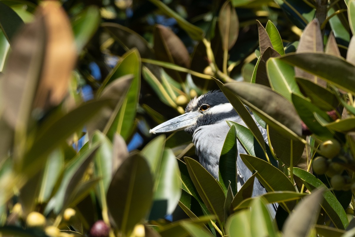 Yellow-crowned Night Heron - ML297790431