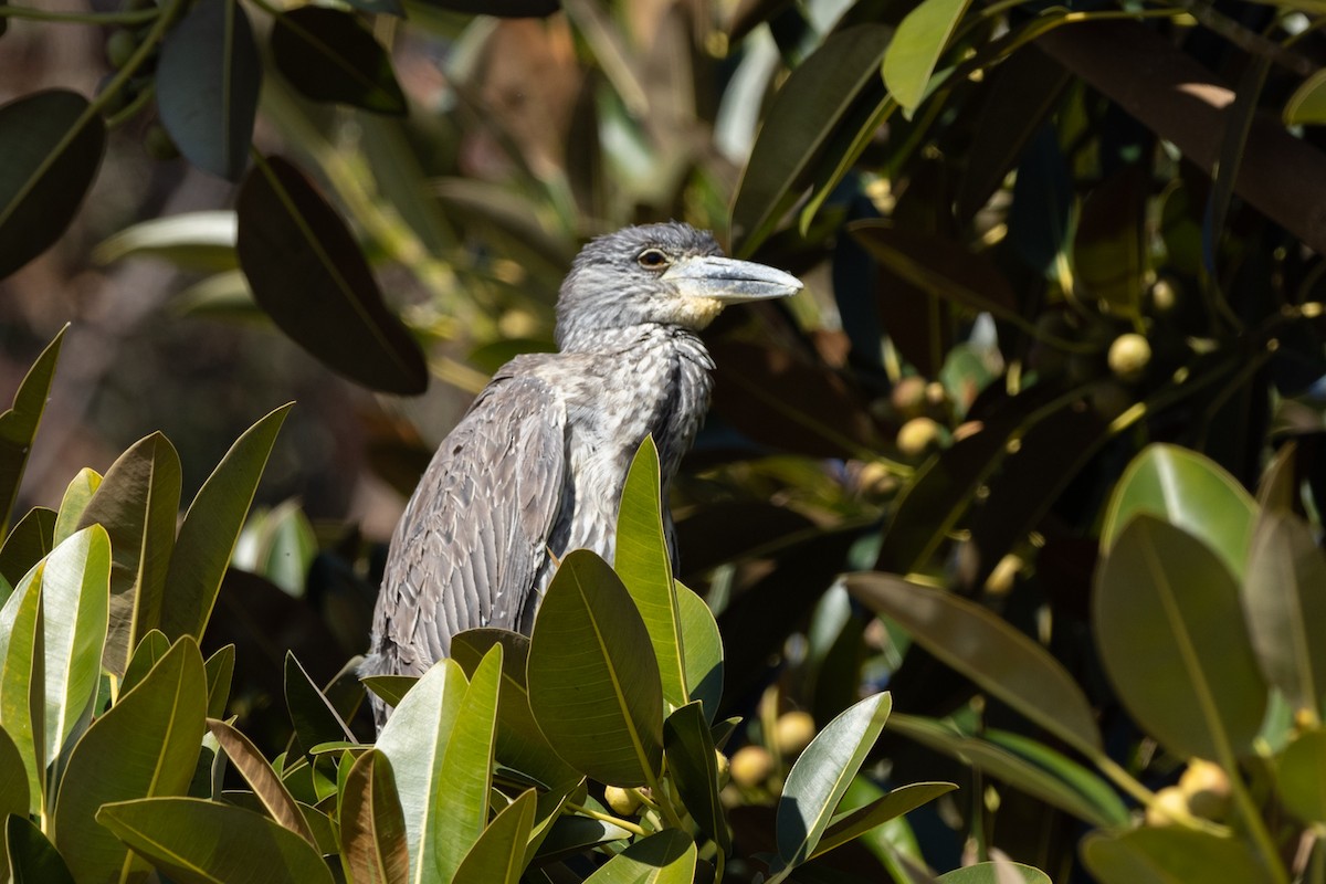 Yellow-crowned Night Heron - ML297790451
