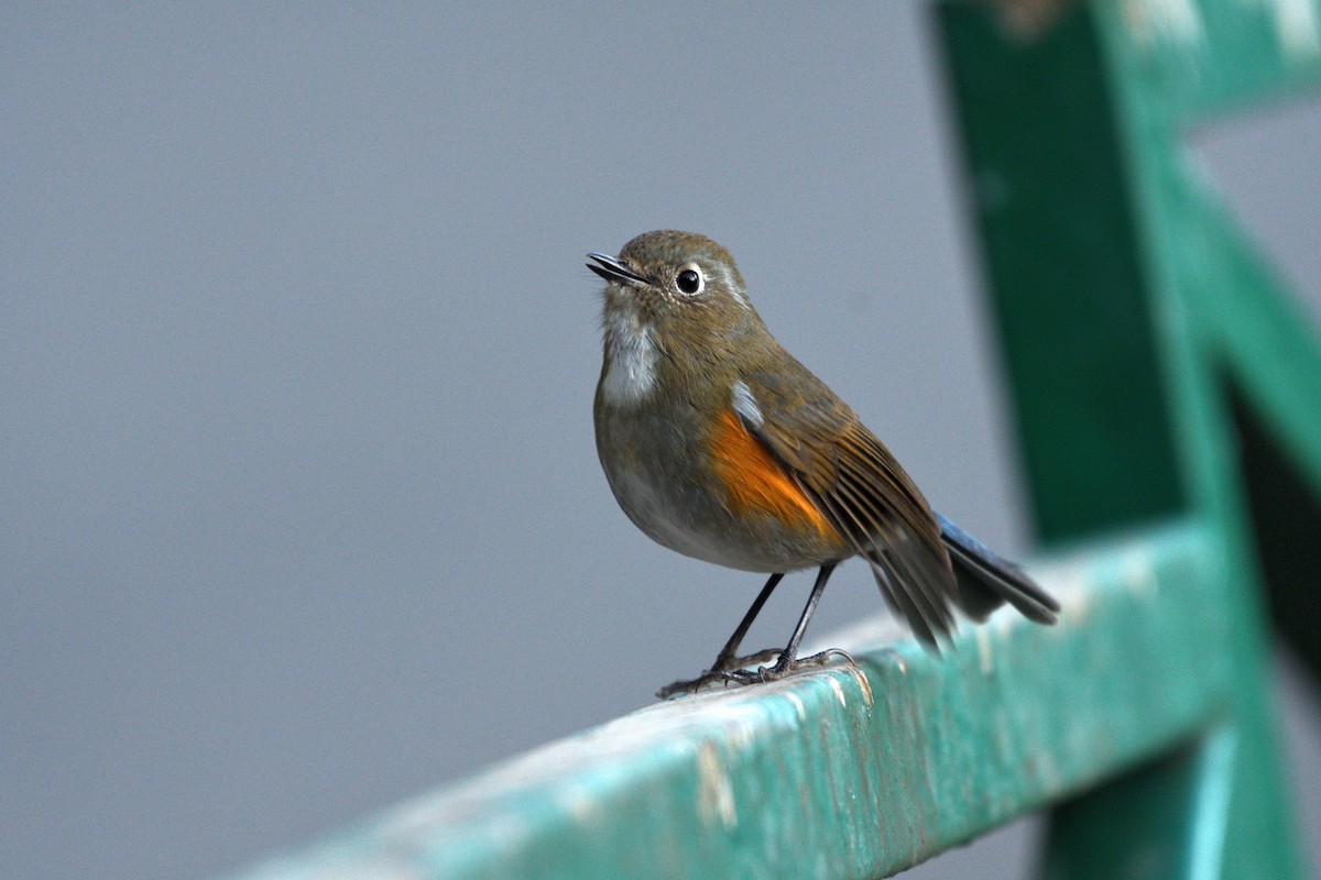 Himalayan Bluetail - ML297790651