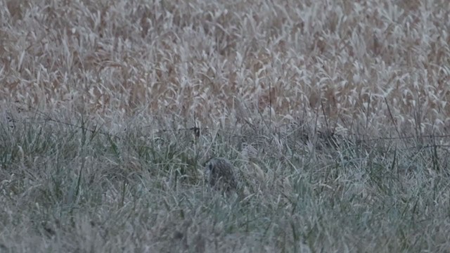 Short-eared Owl (Northern) - ML297791231