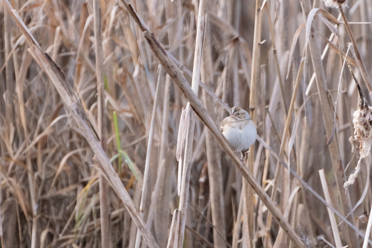 Clay-colored Sparrow - Josh Woolley