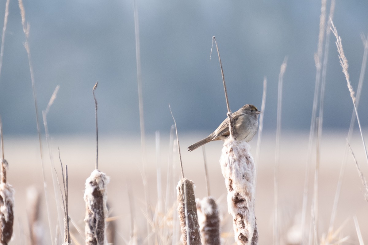 Golden-crowned Sparrow - ML297791511